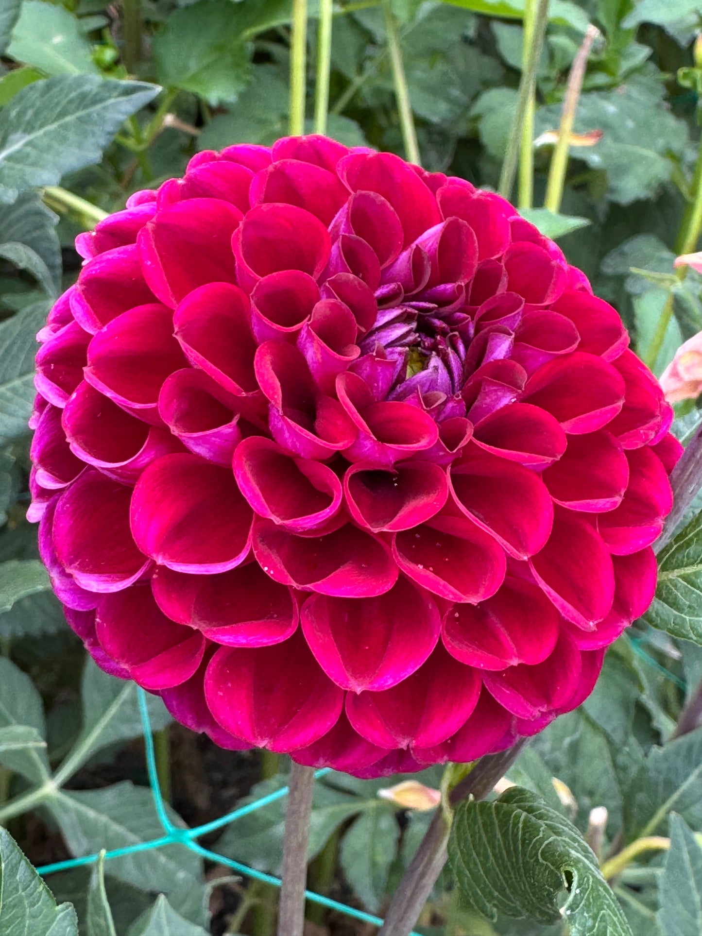 Ice Tea (Pot Tubers)