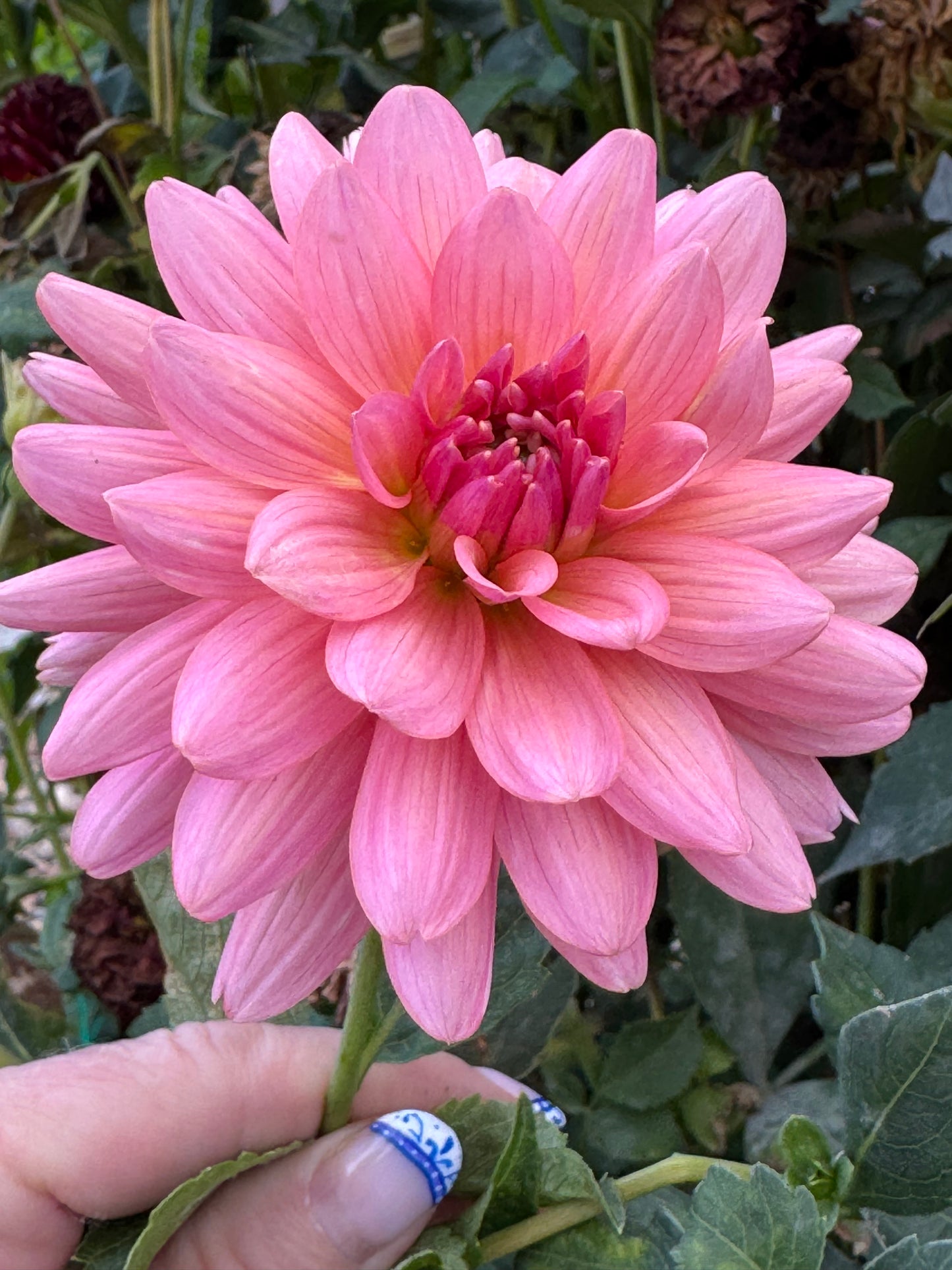 Flamingo (Pot Tubers)