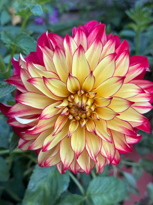 Lady Darlene (Pot Tubers)