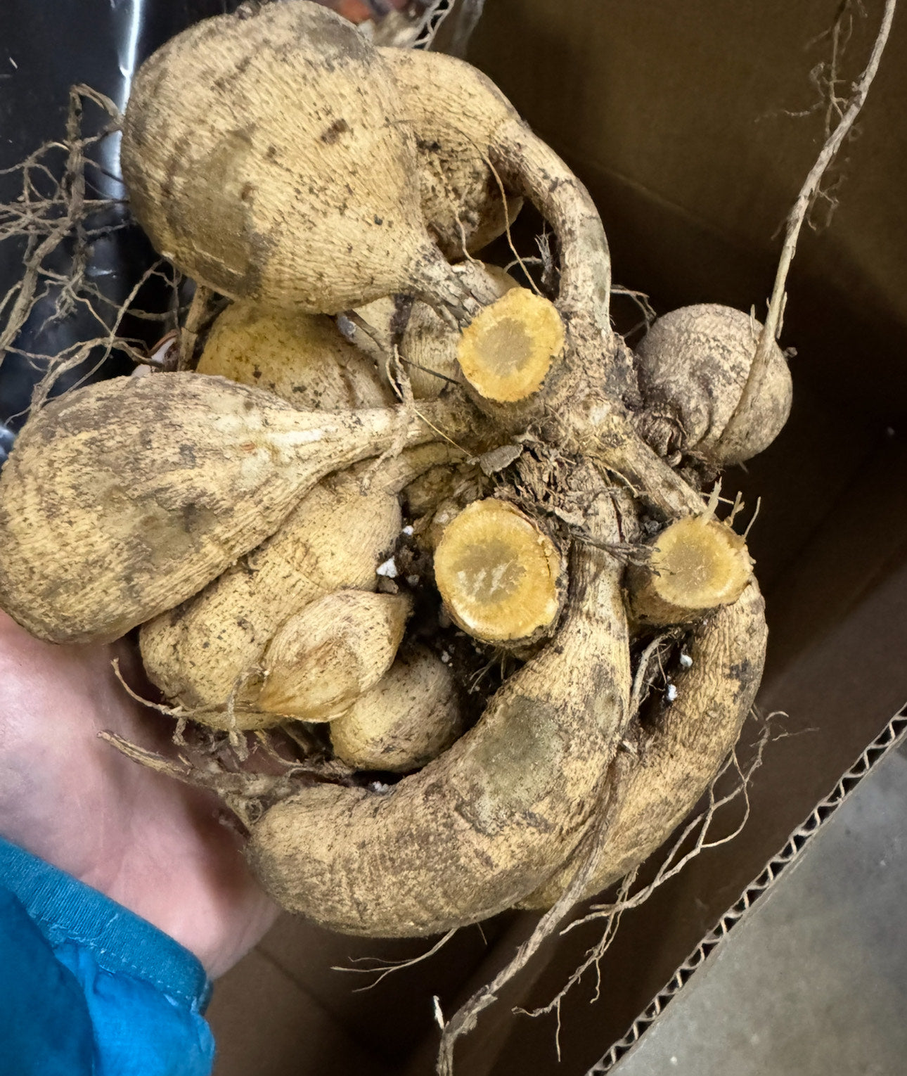 "A" Grade Pot Tubers this 2025-26 season