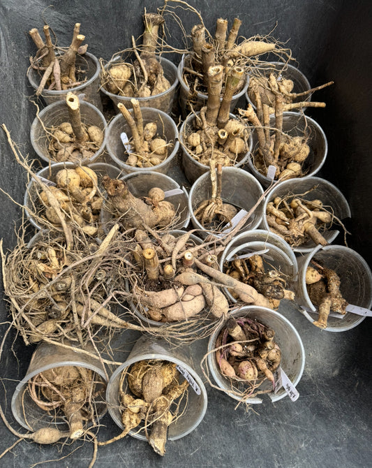 "A" Grade Pot Tubers this 2025-26 season