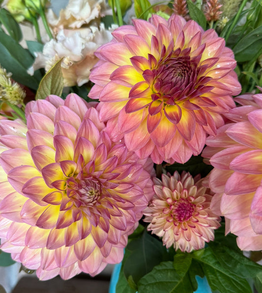 Bloomquist Jerry (Pot Tubers)