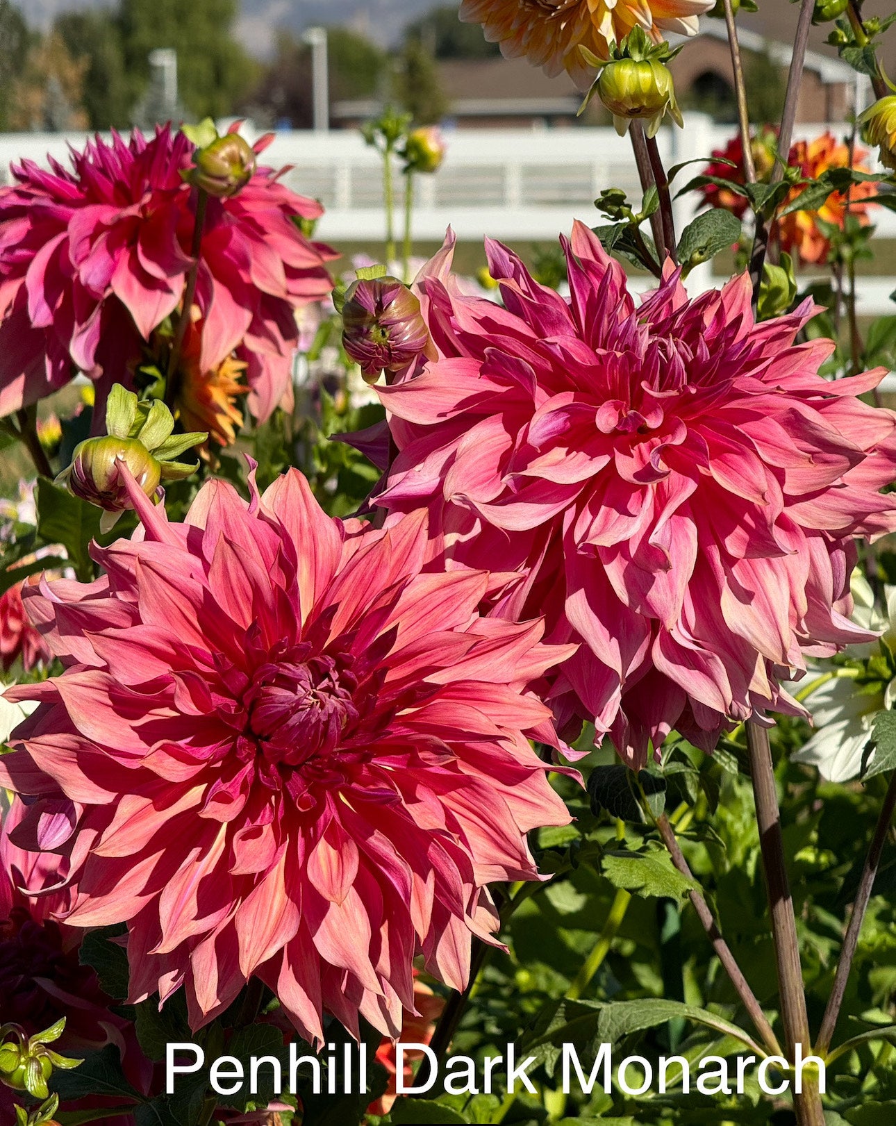 Penhill Dark Monarch (Pot Tubers)