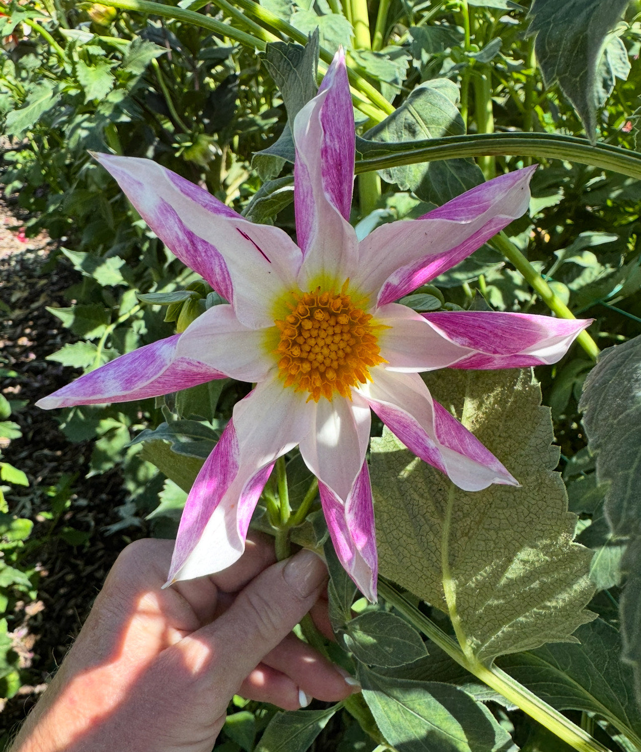 Mingus Art (Pot Tubers)