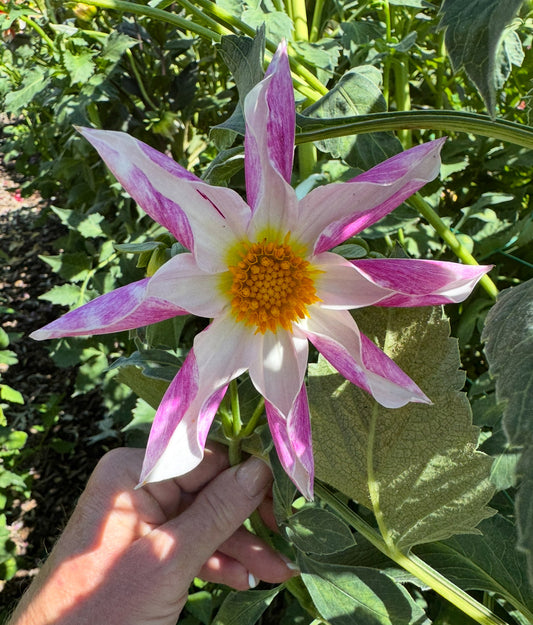 Mingus Art (Pot Tubers)