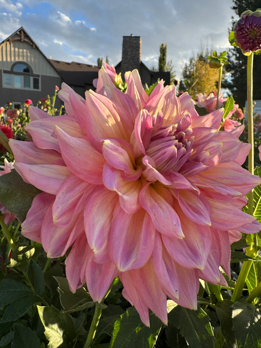 Strawberry Ice (Pot Tubers)