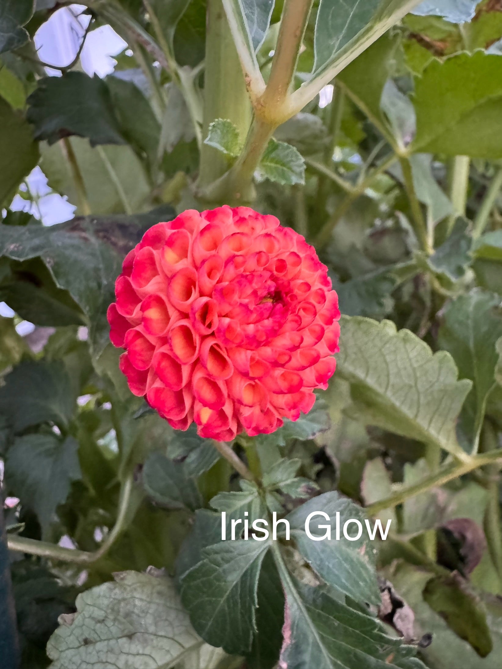 Irish Glow – Bailey's Blooms