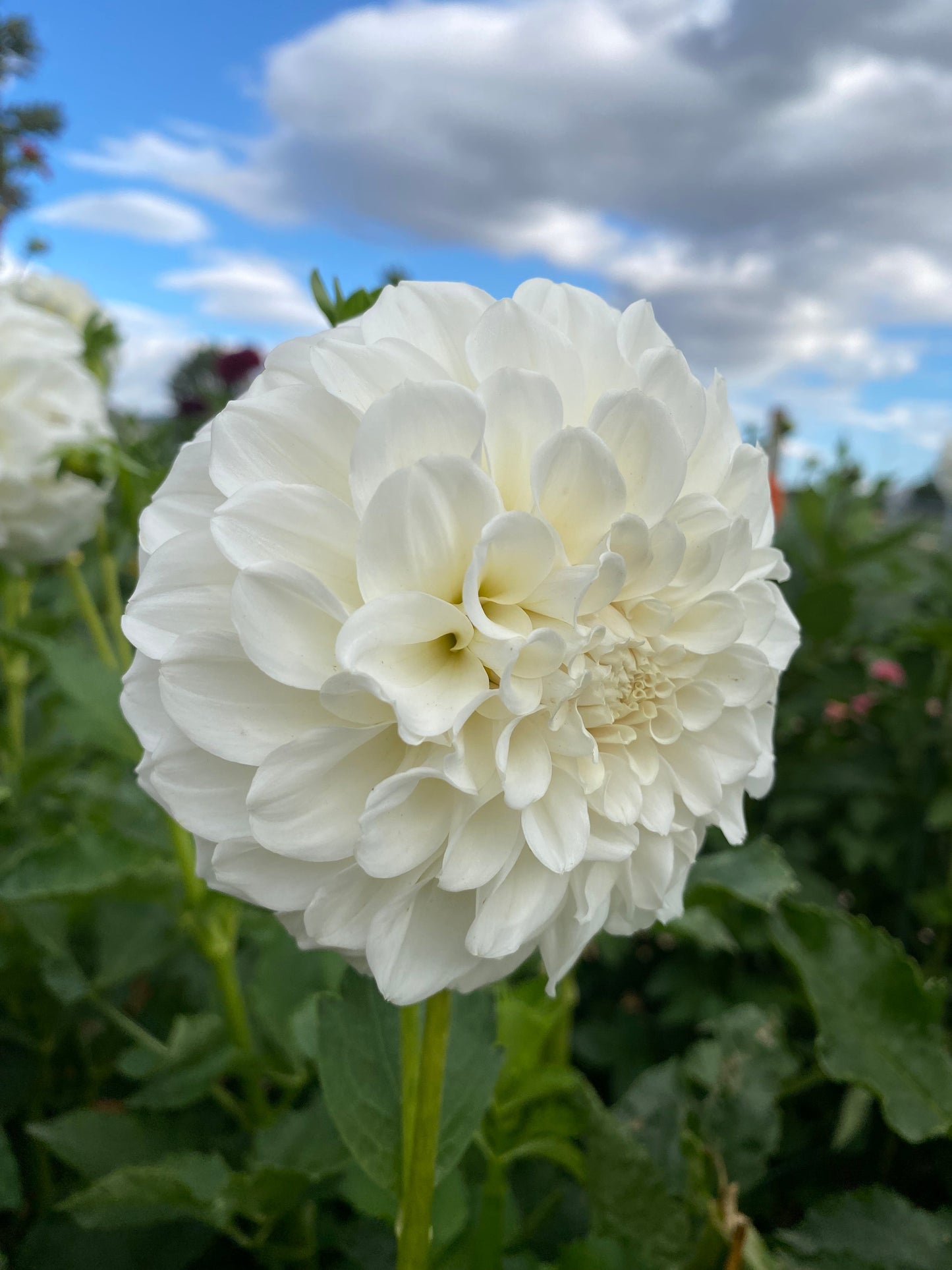 Irish Ruffles Cutting