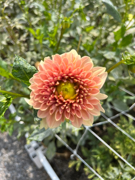 Jacs Allemande-(single tuber)