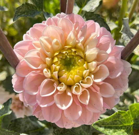 Levi's Revenant (single tuber)