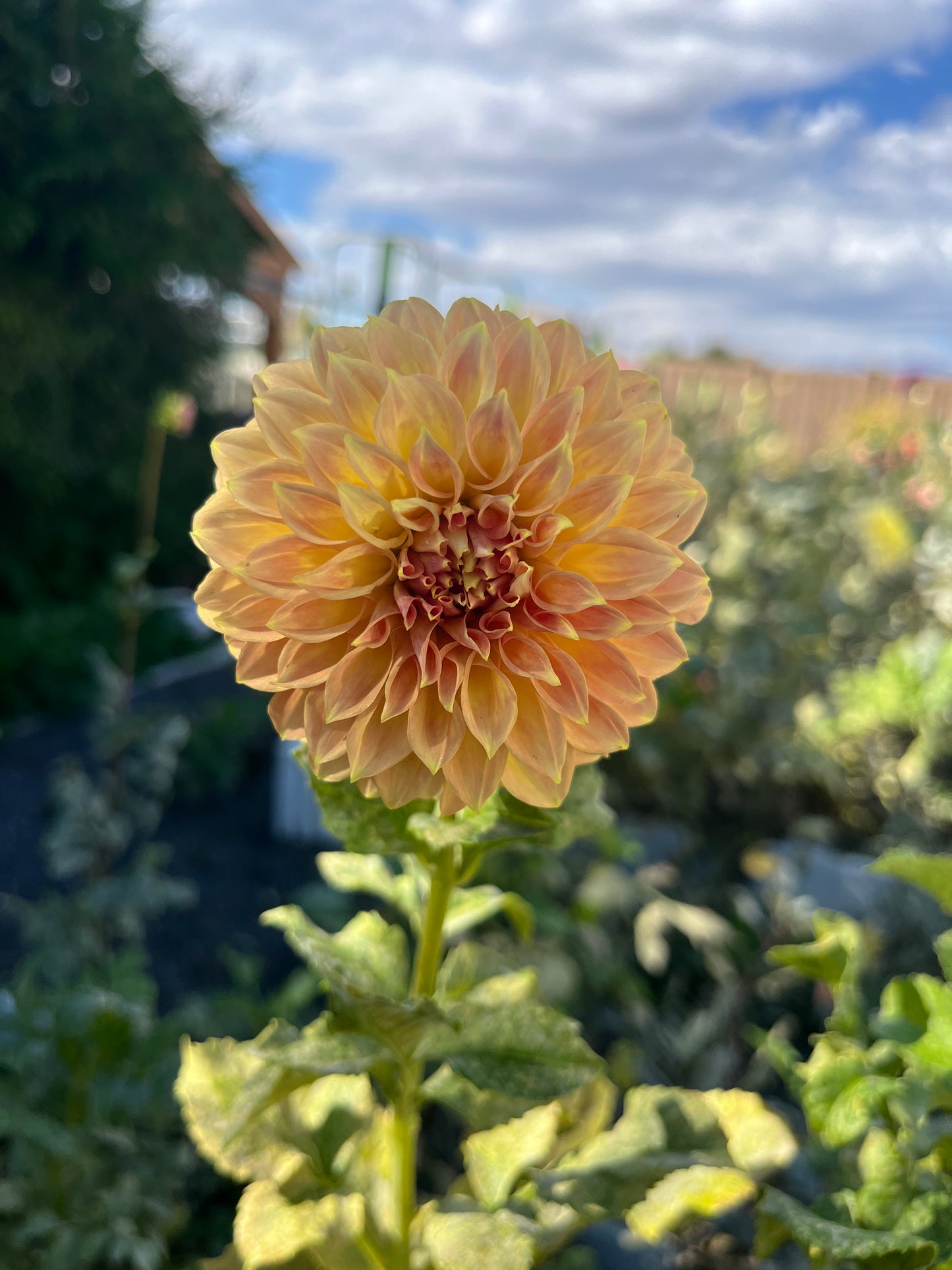 RM Golden Hour- (single tuber)