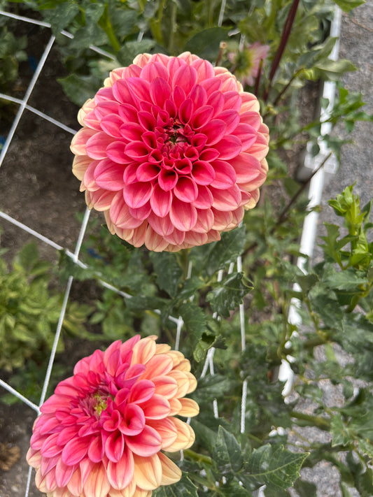 RM Tarnished- (single tuber)