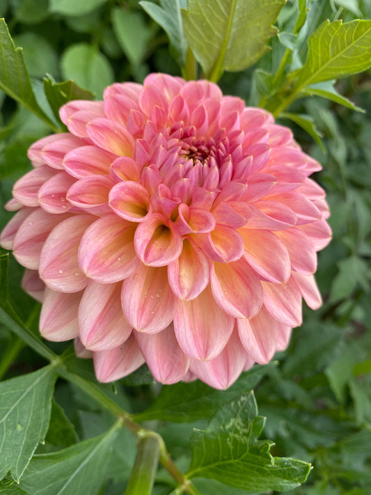 Rock Run Ashley (Pot Tubers)