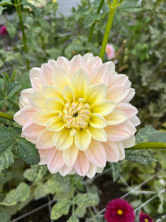 Sidehill Trishie- (single tuber)