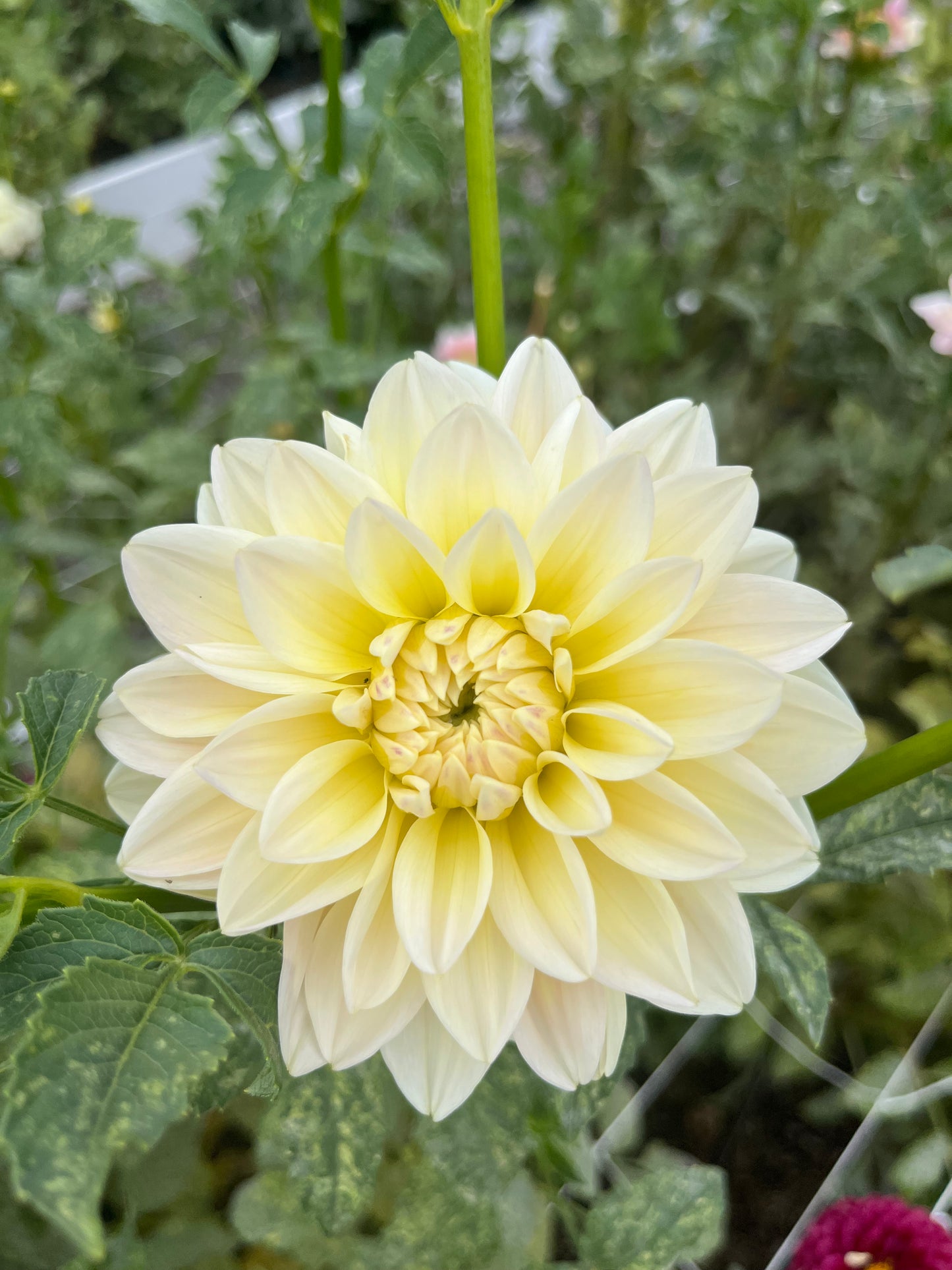 Sidehill Trishie- (single tuber)