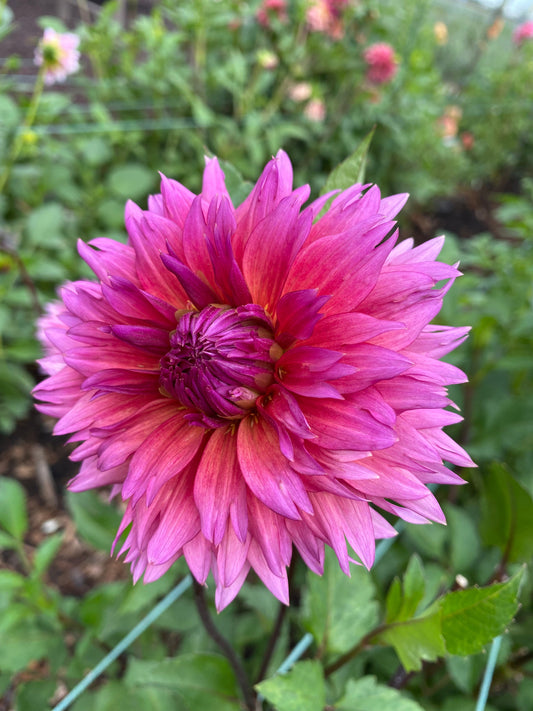 Sonic Bloom (Pot Tubers)