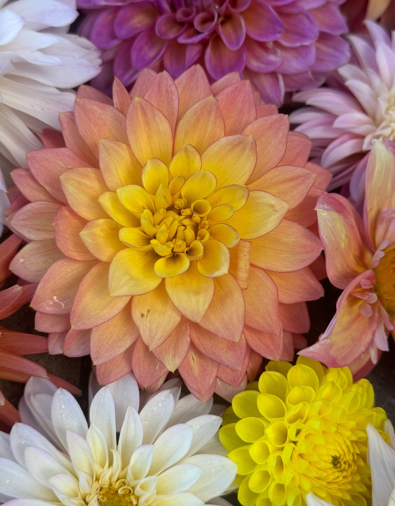 Summer's End (Pot Tubers)