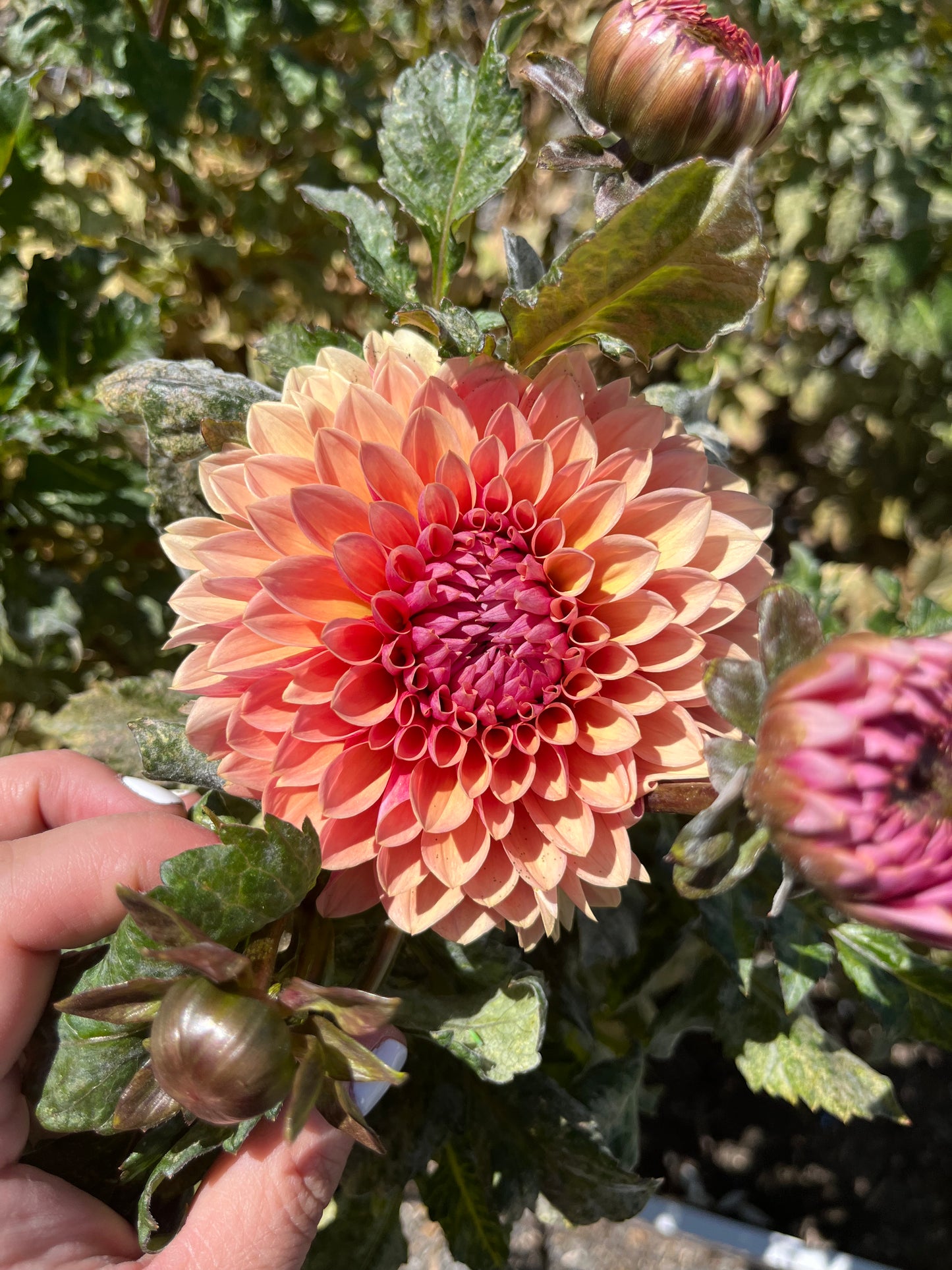 Sweet Sanne- (single tuber)