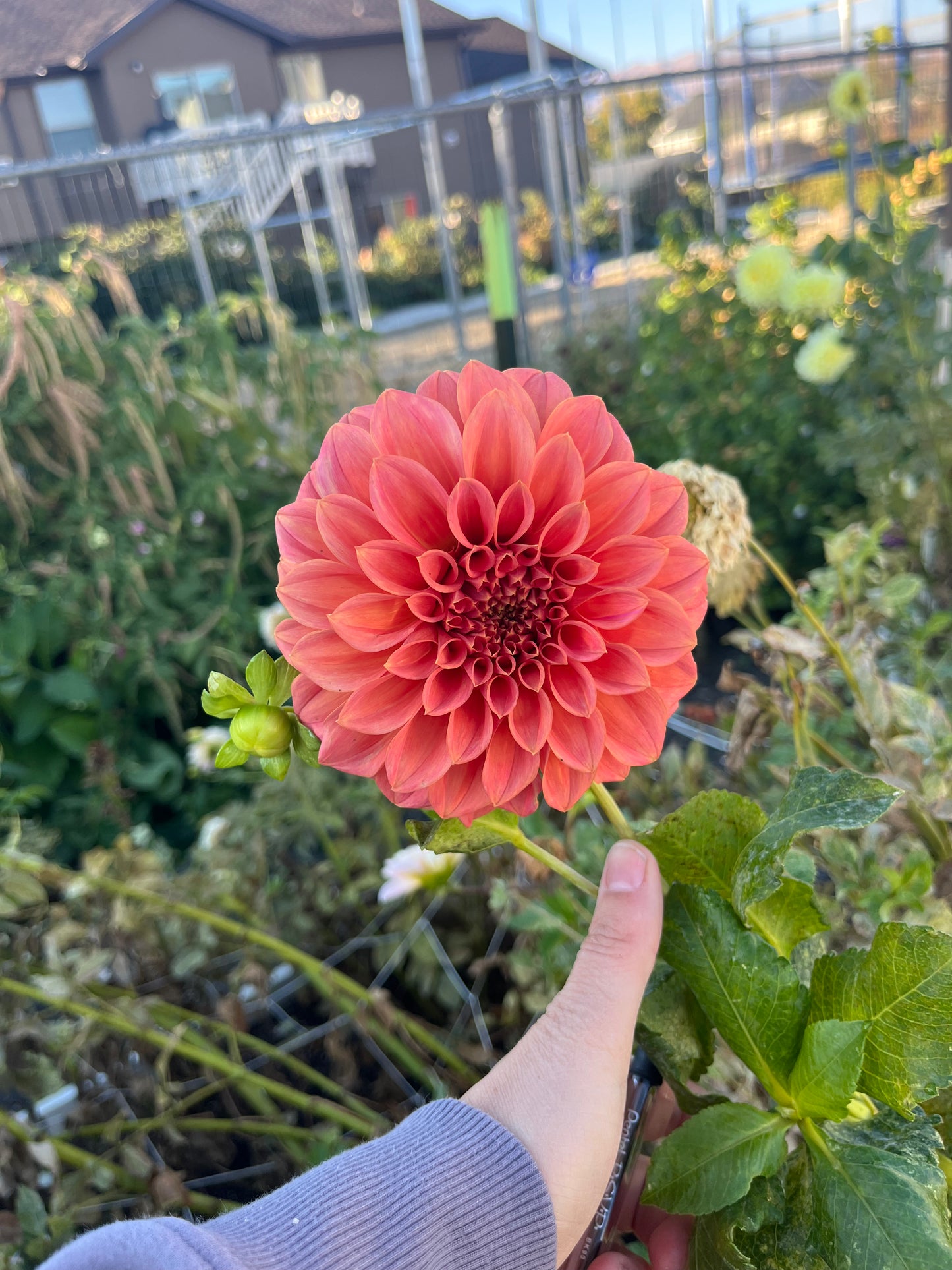 Sylvia Craig Hunter- (single tuber)