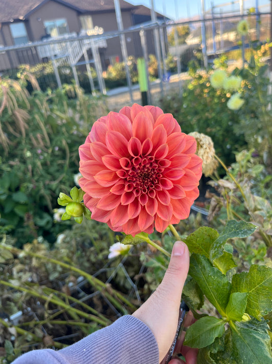 Sylvia Craig Hunter- (single tuber)