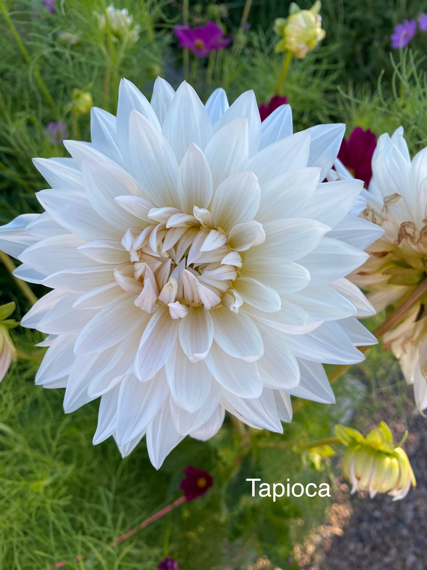 Tapioca