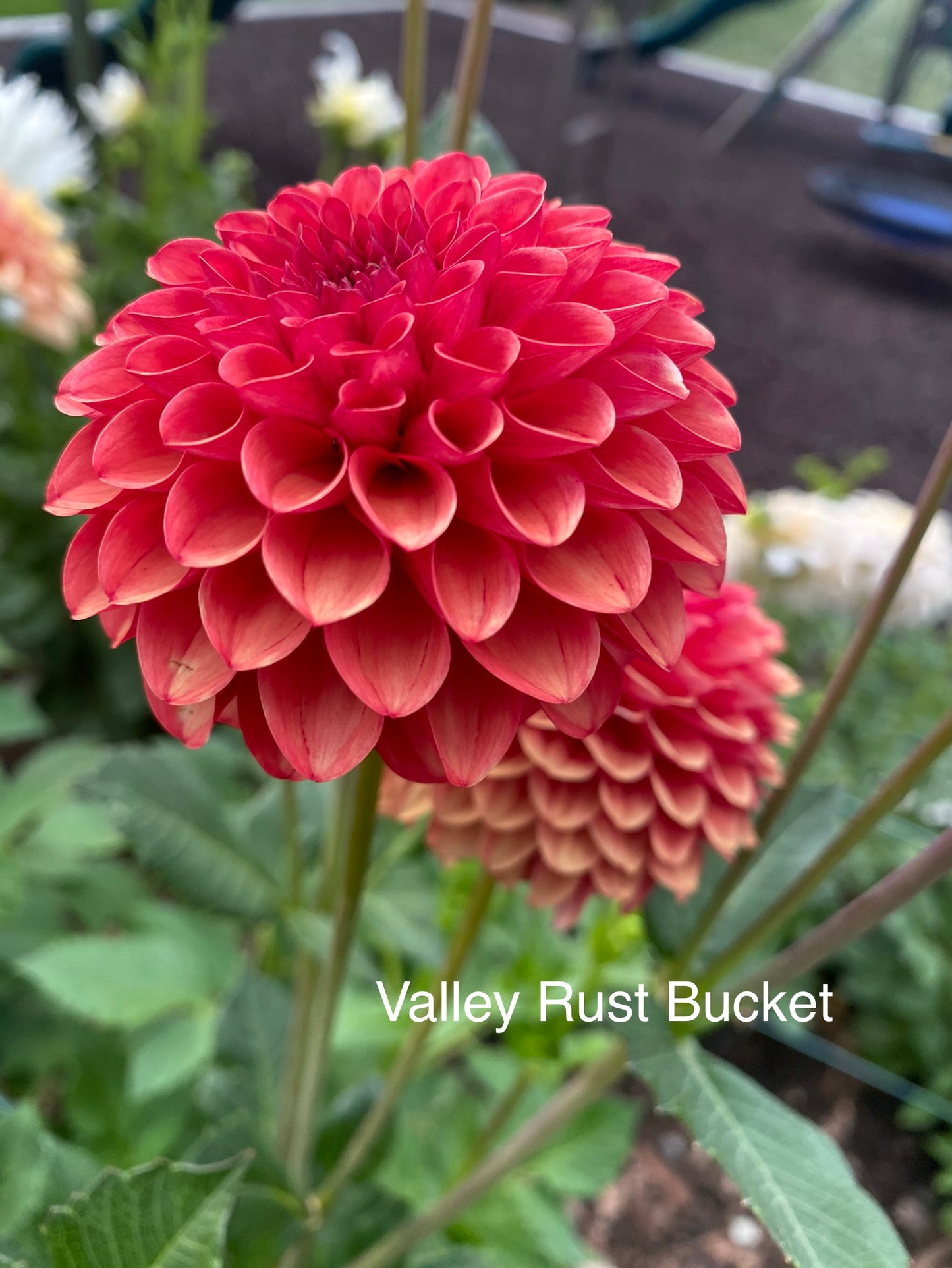 Valley Rust Bucket