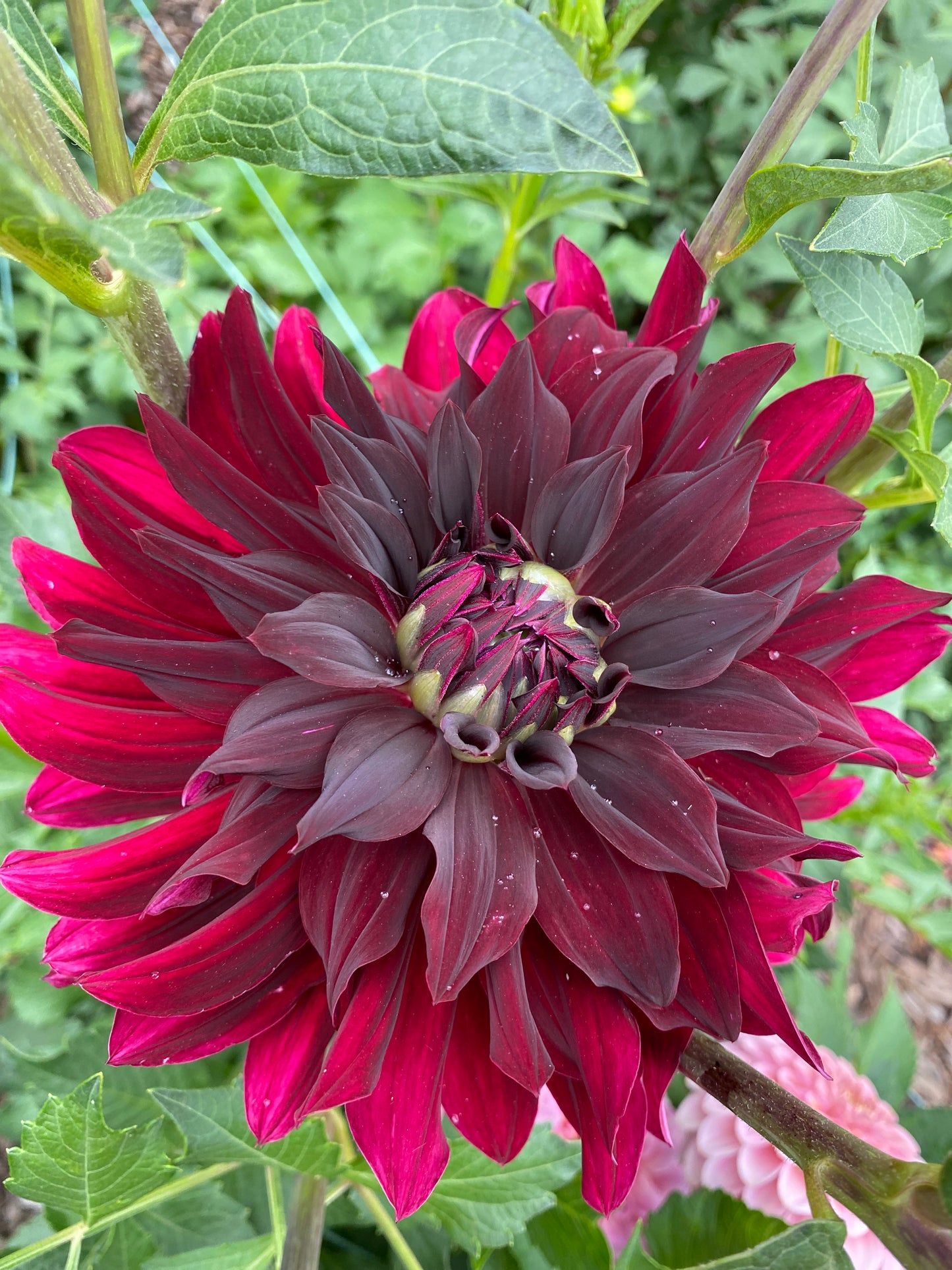 Voodoo (small pot tubers)