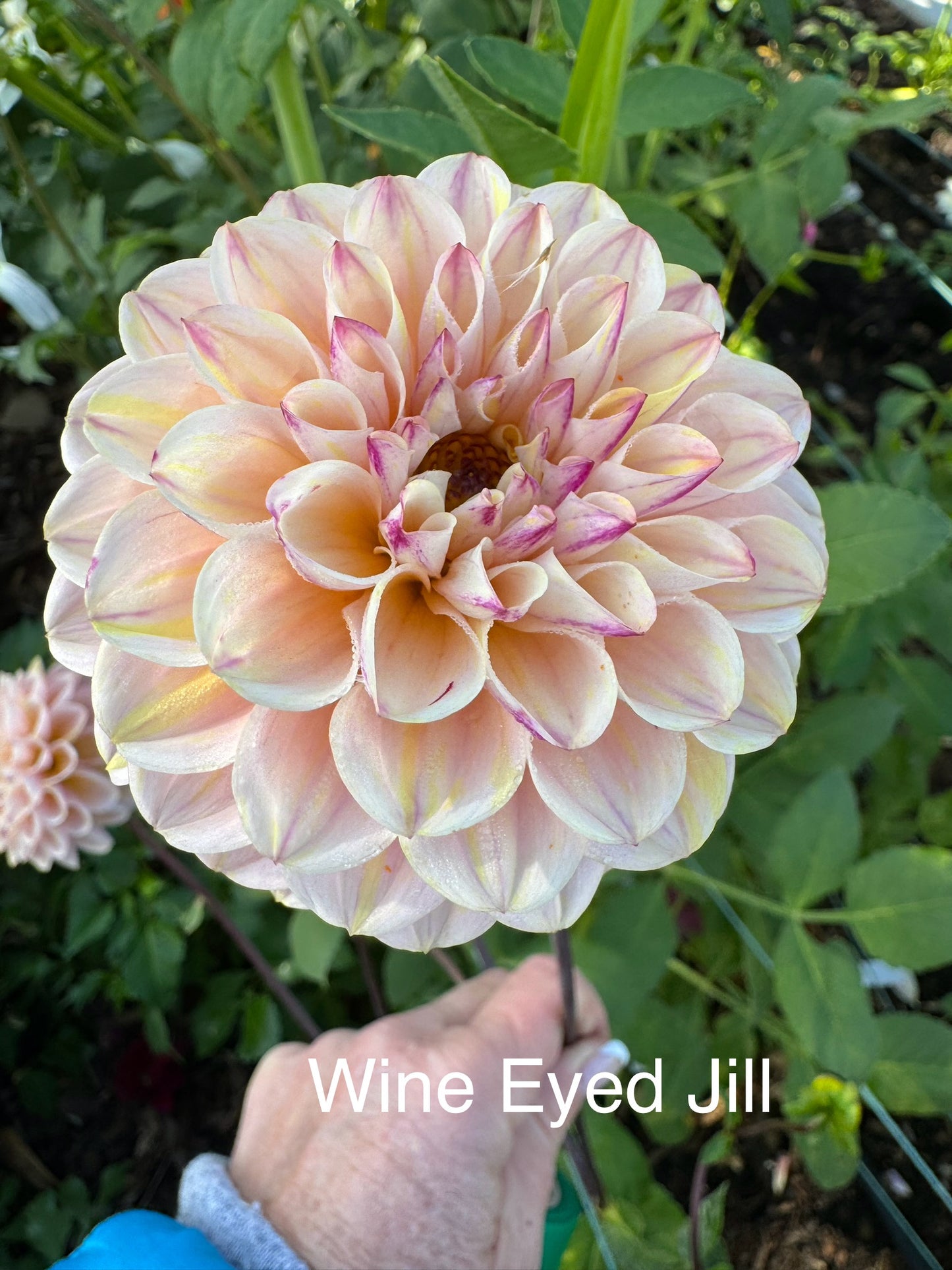 Wine Eyed Jill