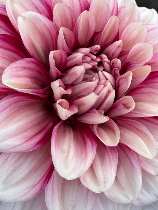 AC HWY 61 (Pot Tubers)