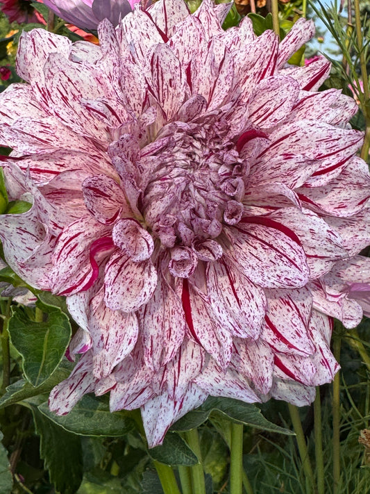 AC Paint (Pot Tubers)