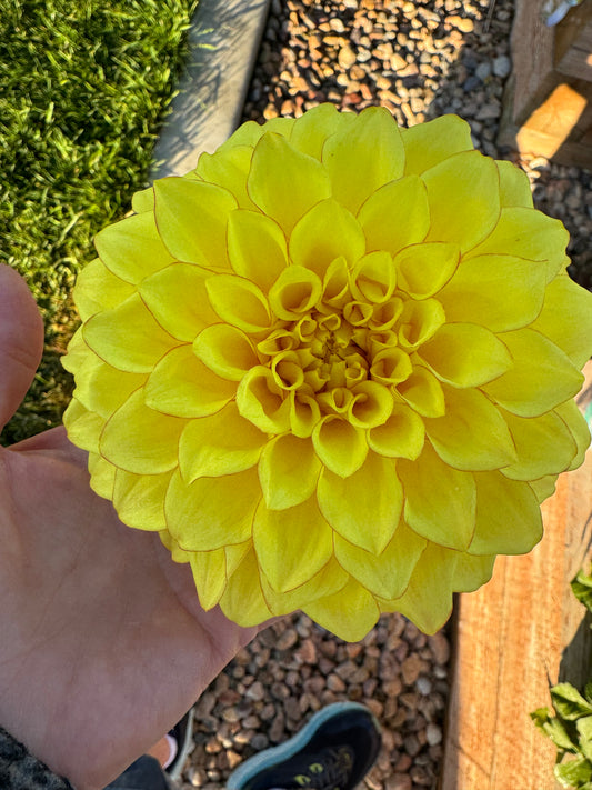 Bloomquist Sandy (Pot Tubers)