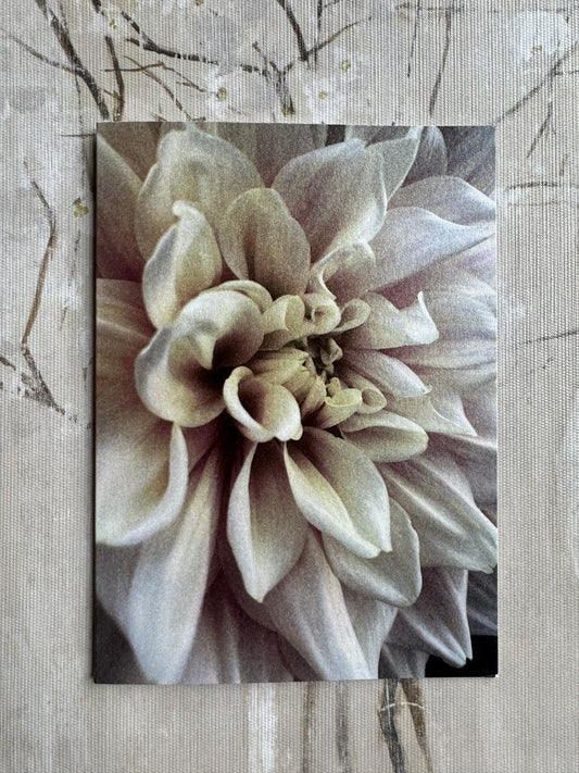 Pearlized Dahlia Blank Cards- Breakout Multipack