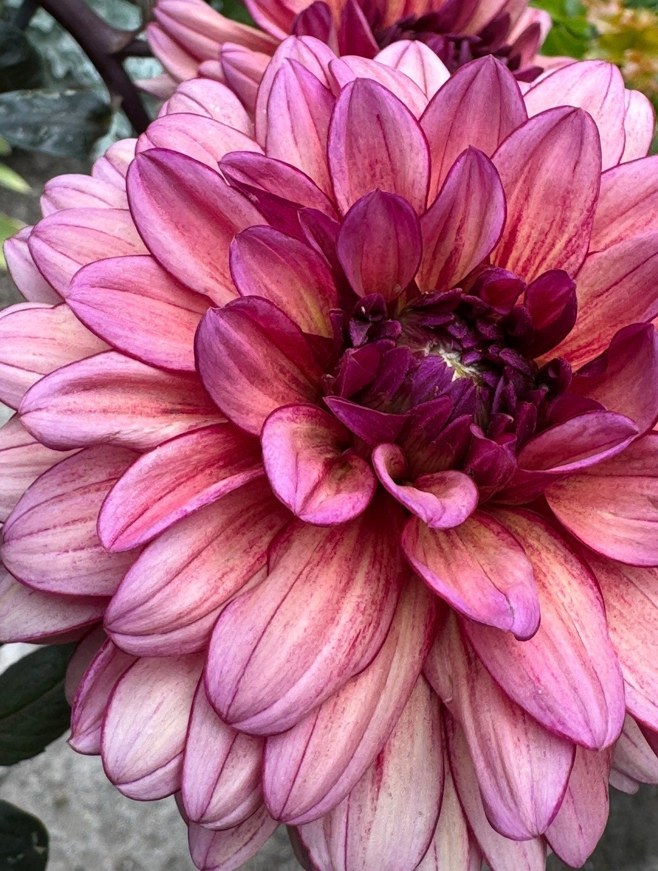 Molly Raven- (single tuber)